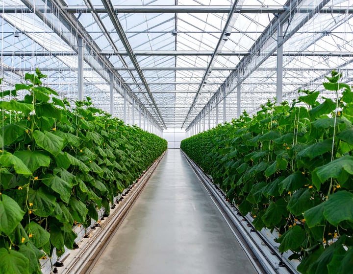 Greenhouse cucumbers
